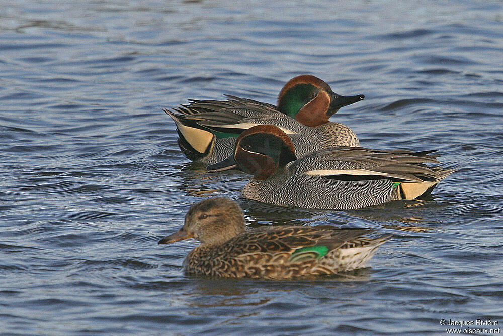 Eurasian Teal adult breeding, Behaviour