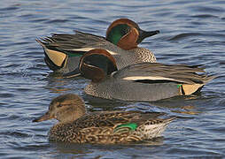 Eurasian Teal