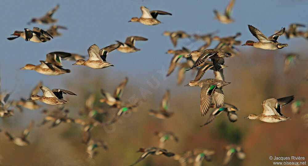 Eurasian Teal adult breeding, Flight