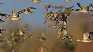 Eurasian Teal