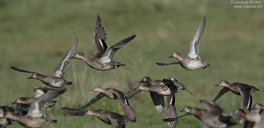 Eurasian Teal adult post breeding, Flight