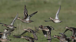 Eurasian Teal