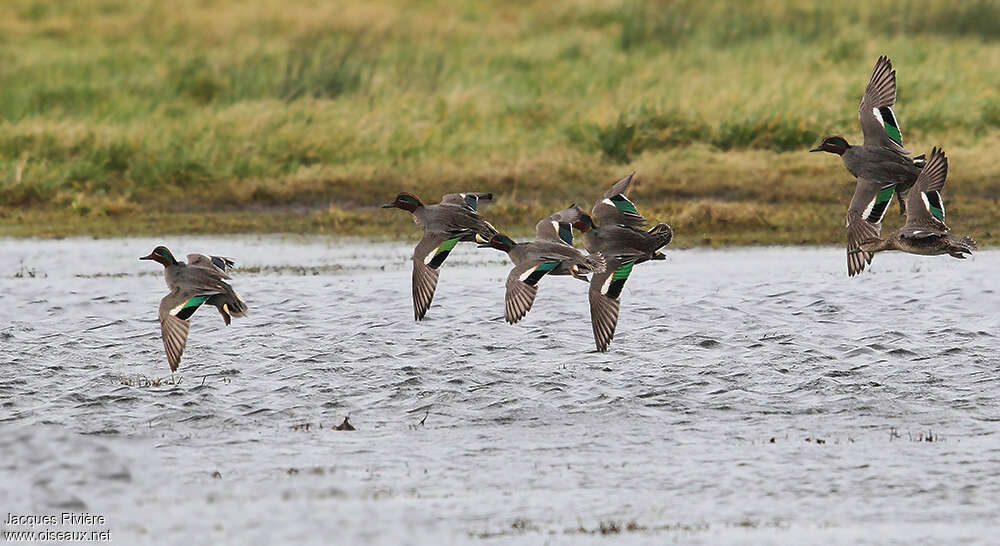 Eurasian Tealadult breeding, pigmentation, Flight