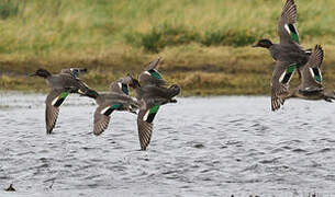 Eurasian Teal