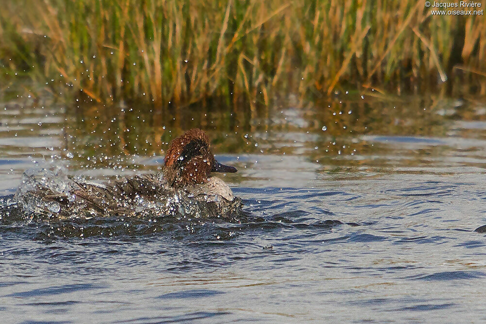 Eurasian Tealadult breeding, Behaviour