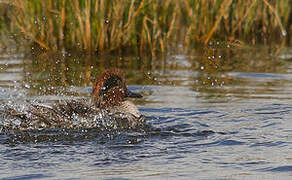 Eurasian Teal