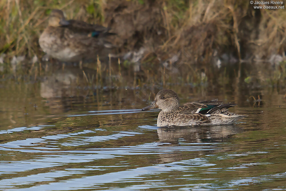 Eurasian Tealadult breeding