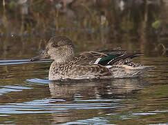 Eurasian Teal