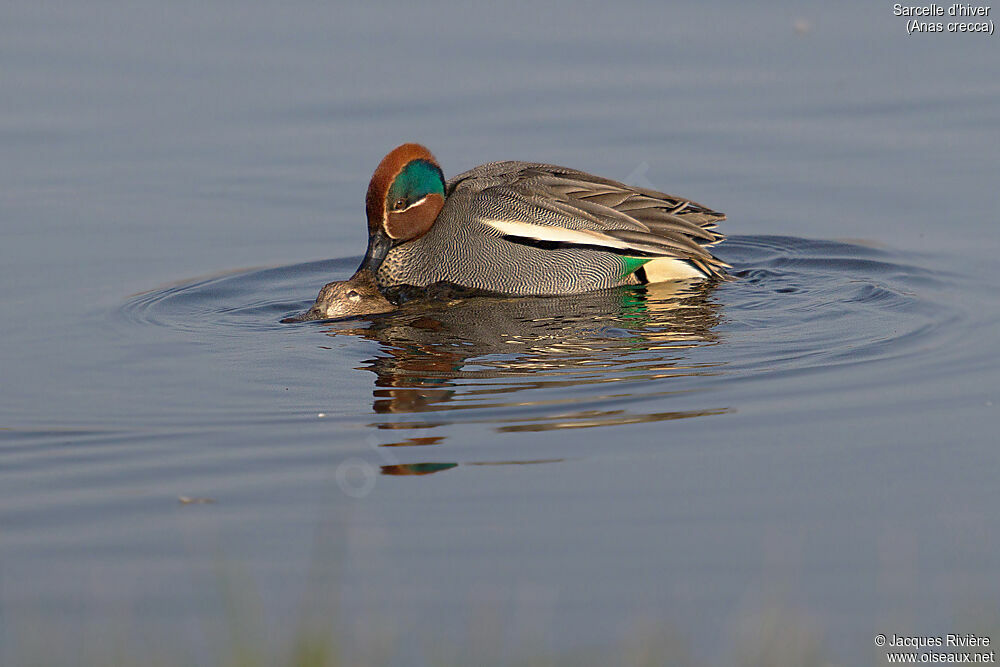 Eurasian Tealadult breeding, swimming, mating.