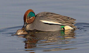 Eurasian Teal