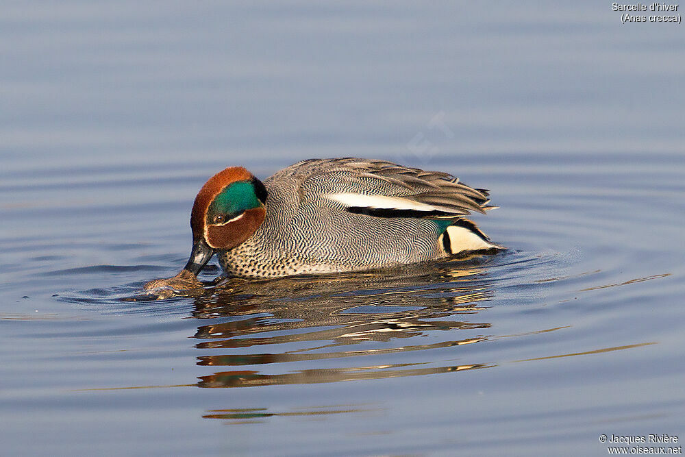 Eurasian Tealadult breeding, swimming, mating.