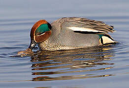 Eurasian Teal