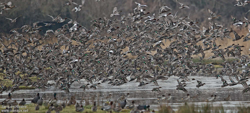 Eurasian Tealadult post breeding, Flight