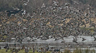 Eurasian Teal