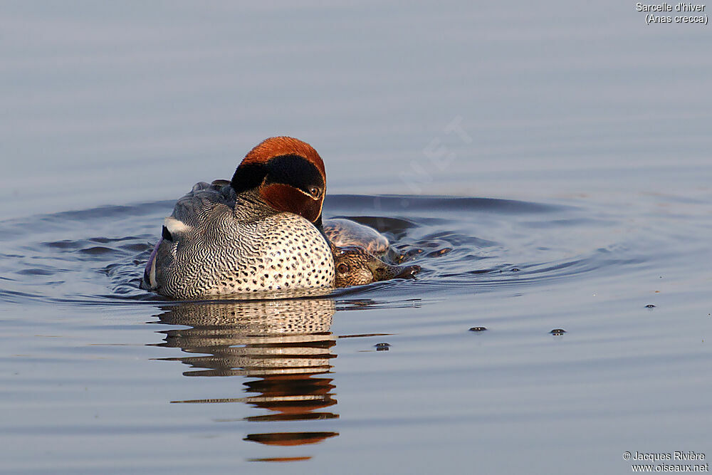 Eurasian Tealadult breeding, swimming, mating.