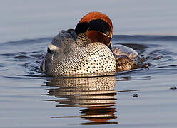 Eurasian Teal