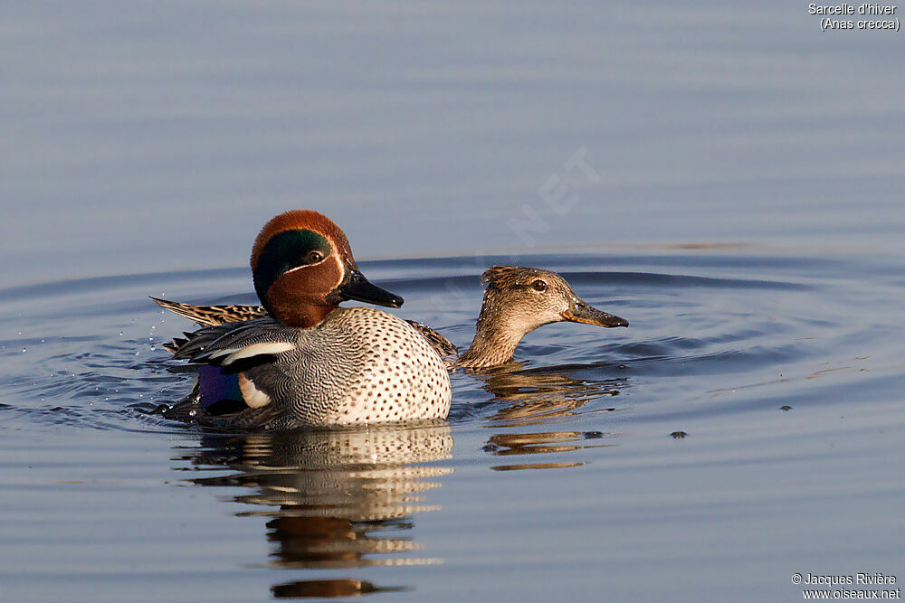 Eurasian Tealadult breeding, swimming, mating.