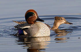 Eurasian Teal