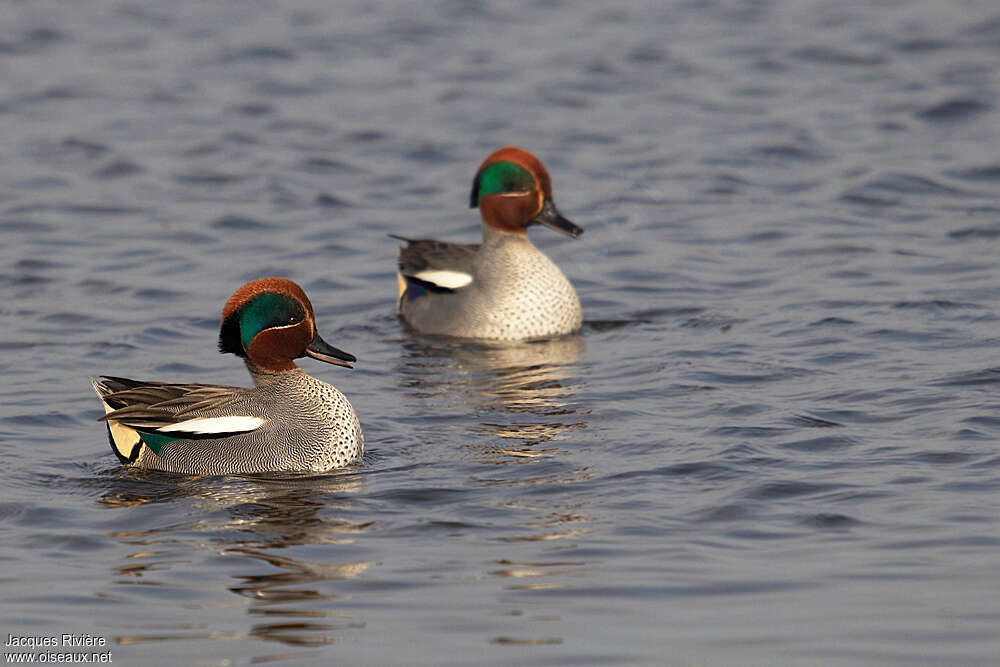 Eurasian Teal male adult breeding, swimming, courting display, Behaviour