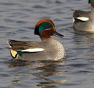 Eurasian Teal