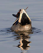 Eurasian Teal