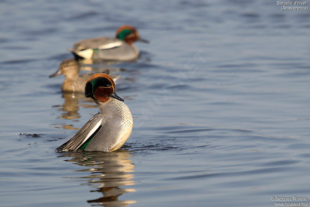 Eurasian Teal male adult breeding, identification, swimming, courting display