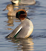 Eurasian Teal