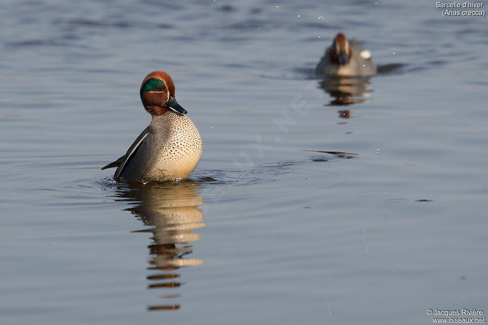 Eurasian Teal male adult breeding, identification, swimming, courting display