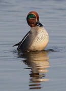 Eurasian Teal