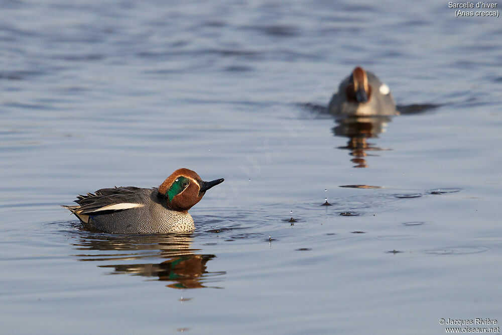 Eurasian Teal male adult breeding, identification, swimming, courting display