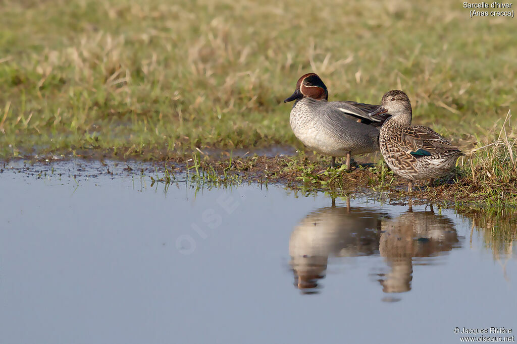 Eurasian Tealadult breeding