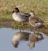 Eurasian Teal