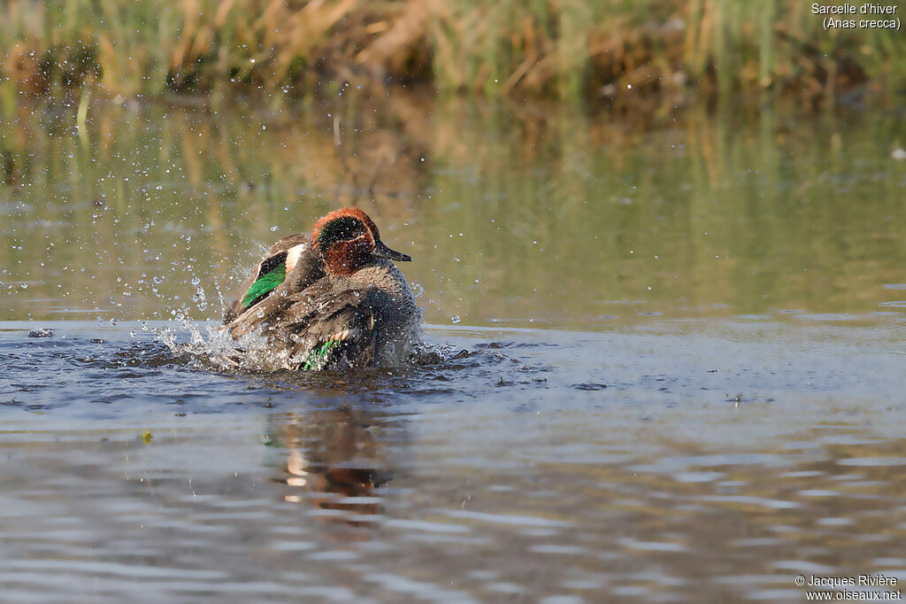 Eurasian Teal male adult breeding, identification, care