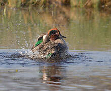 Eurasian Teal