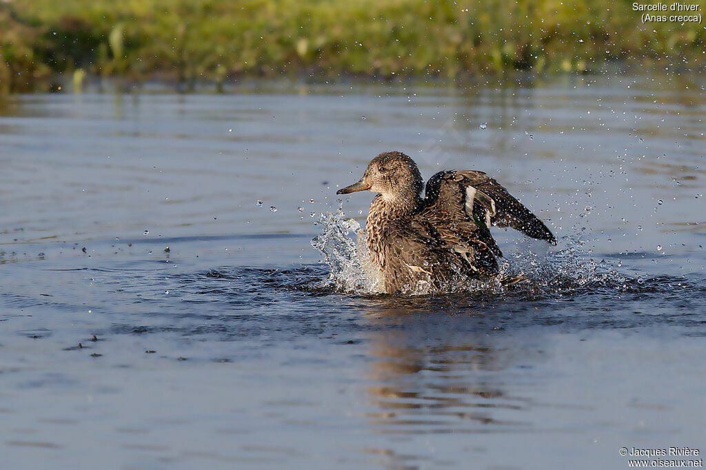 Eurasian Teal female adult breeding, identification, care