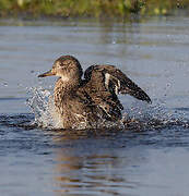 Eurasian Teal