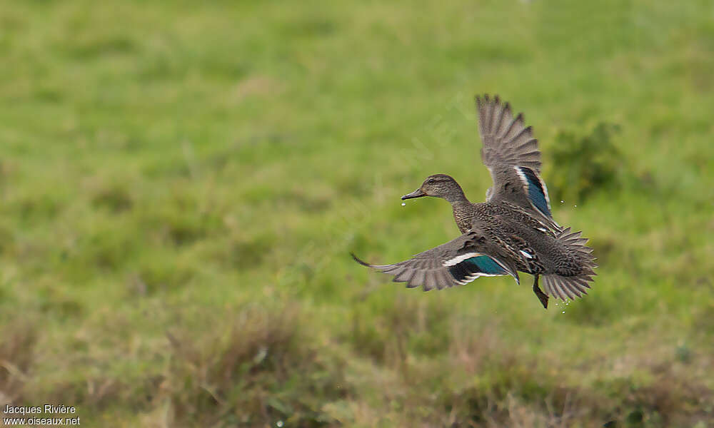 Eurasian Teal female adult breeding, pigmentation, Flight