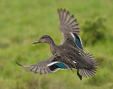 Eurasian Teal