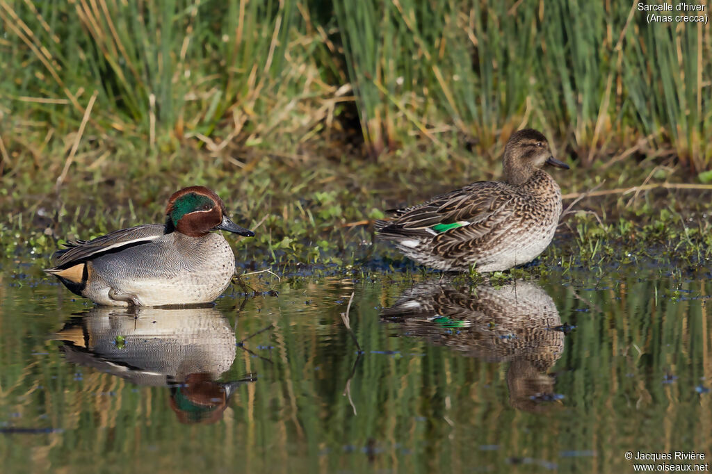 Eurasian Tealadult breeding