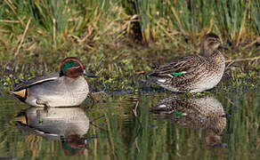 Eurasian Teal