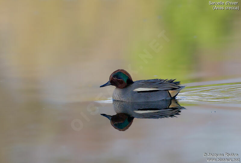 Eurasian Teal male adult, identification, swimming