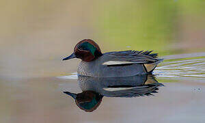 Eurasian Teal