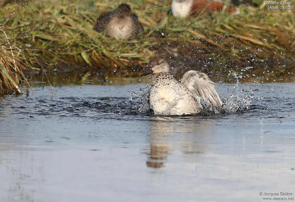 Eurasian Teal female adult, identification, care