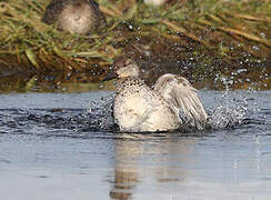 Eurasian Teal