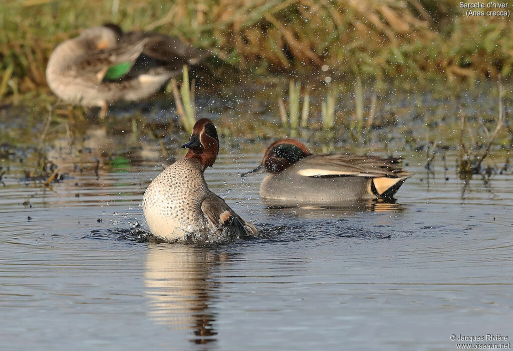 Eurasian Teal male adult breeding, identification, care