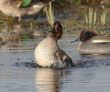 Eurasian Teal