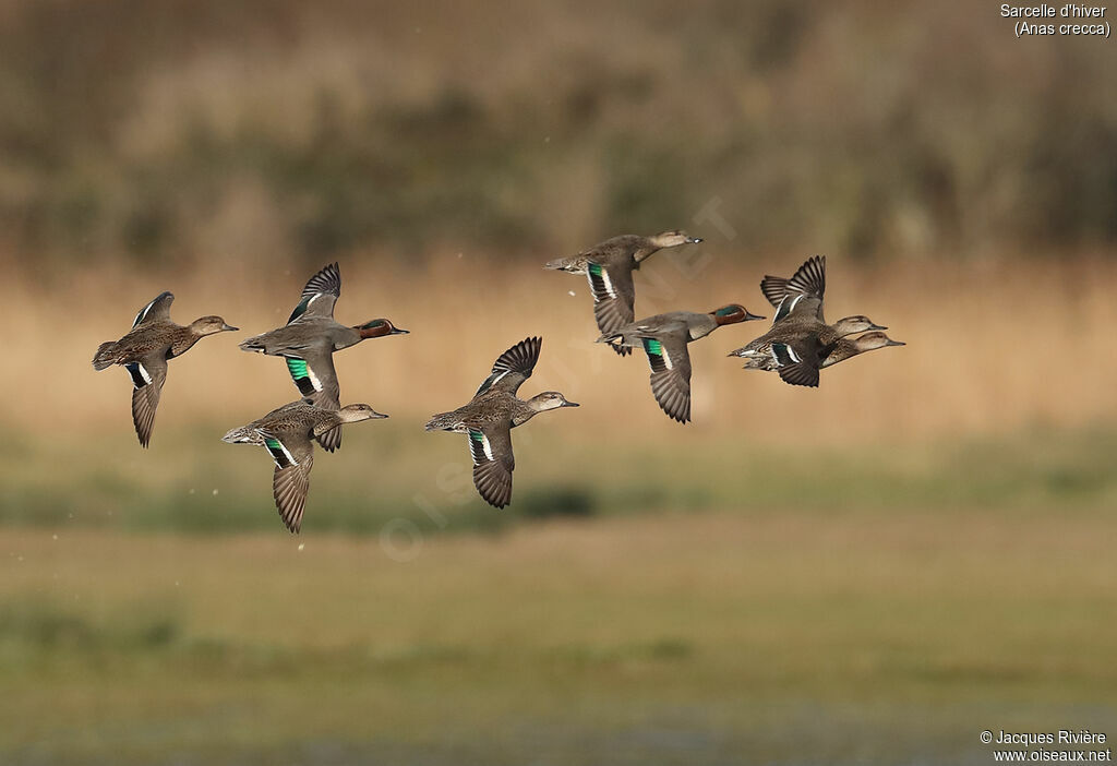 Eurasian Tealadult, Flight