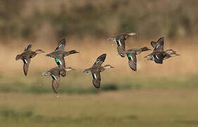 Eurasian Teal