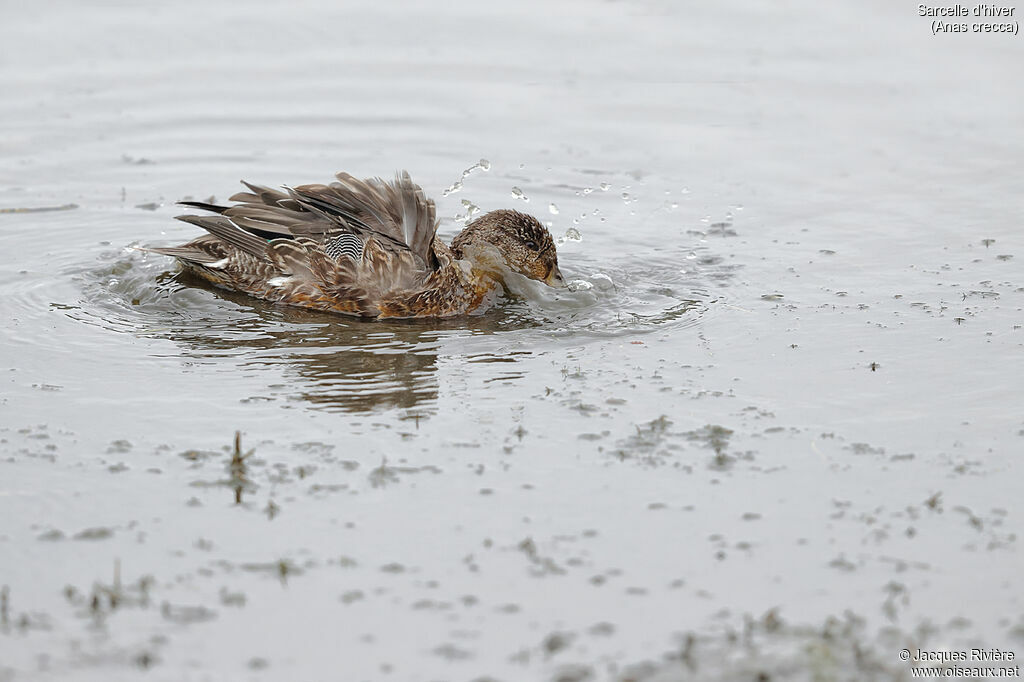 Eurasian Teal male adult transition, identification, care