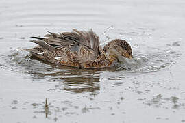 Eurasian Teal